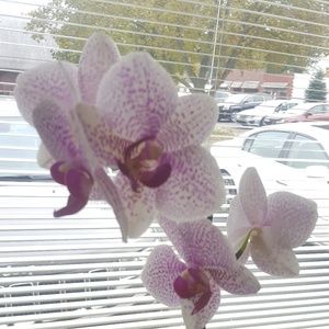 Meet your Posher, Janelle